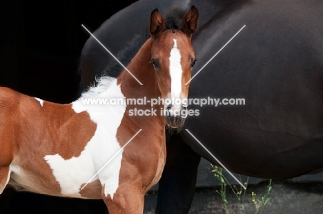 Skewbald foal in garden beside the mare