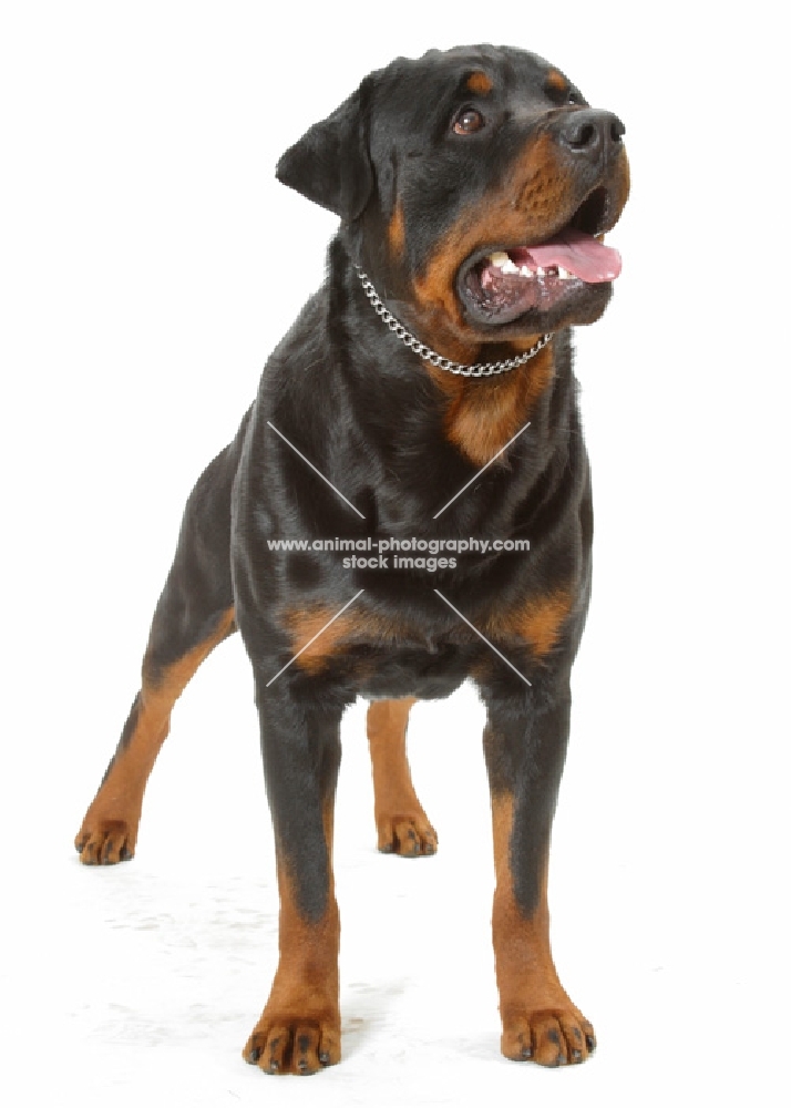 Australian Champion Rottweiler standing on white background