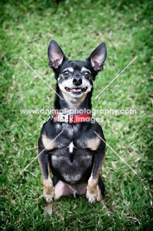 short-haired chihuahua balancing on back legs