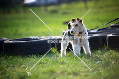wire fox terrier standing in front of black tires