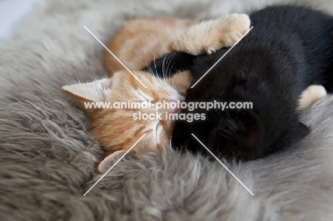 ginger kitten and black kitten hugging and sleeping together