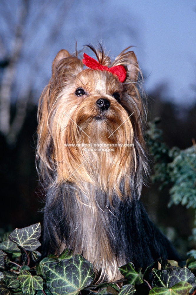 sweetie, smiling yorkshire terrier