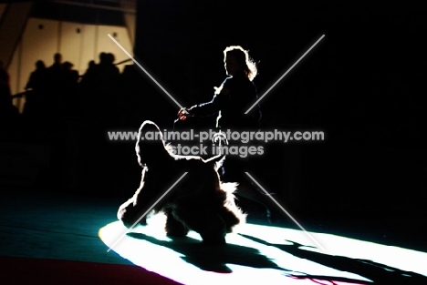Afghan hound at show