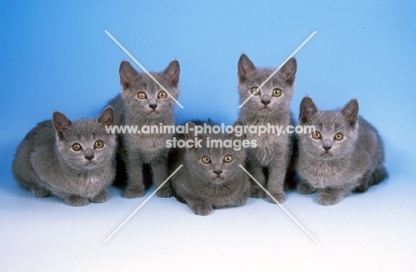 five Chartreux kitten