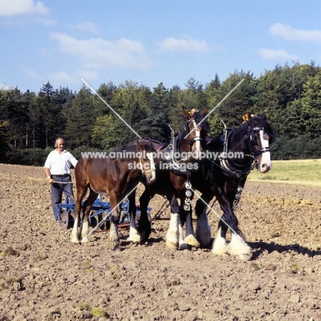 shire horses, two adults and foal, at ploughing competition.