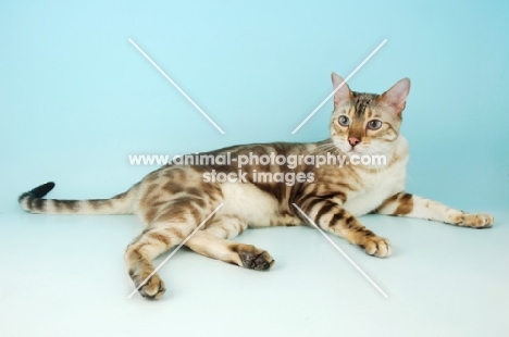 snow marble bengal cat lying