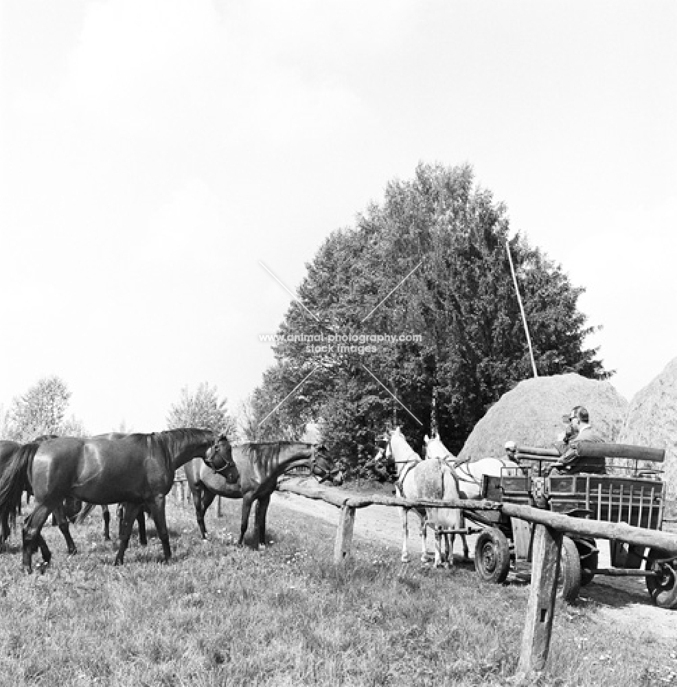 polish arabs, two in harness at janow podlaski