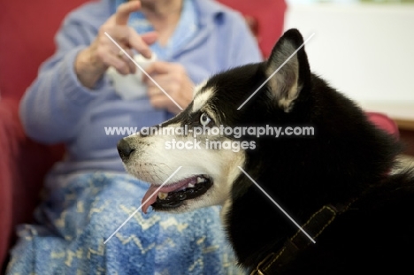Siberian Husky in profile with elderly woman in background