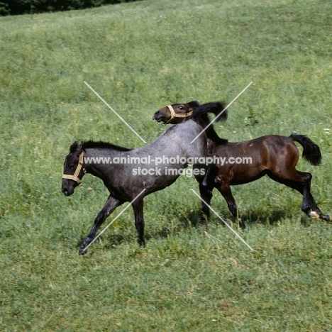 little lipizzaner colt foal kicking in play fight another at piber