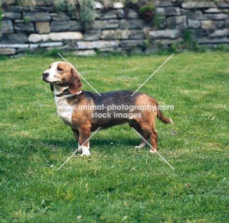 westphalian dachsbracke in garden