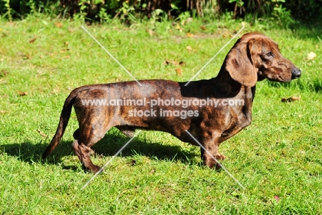 standard smooth Dachshund, posed