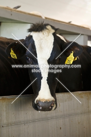 Holstein Friesian in barn