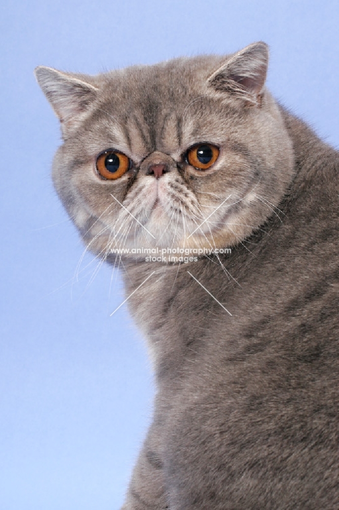 male Blue Spotted Tabby Exotic Shorthair