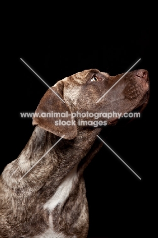 young Dogo Canario on black background
