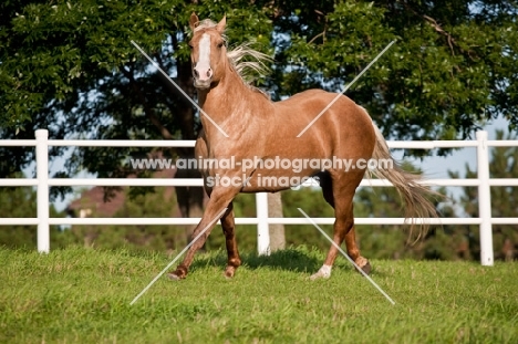 Palomino Quarter horse near fence