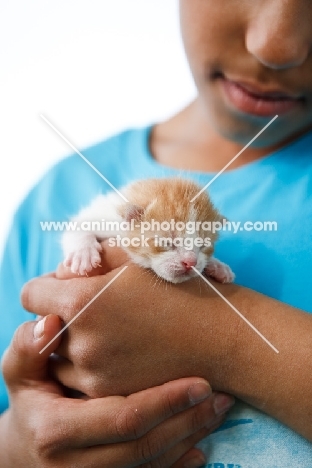 boy holding a newborn kitten