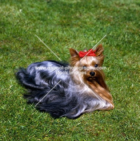ch yadnum regal fare, yorkshire terrier lying on a lawn 