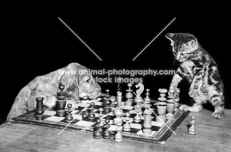 English Cocker Spaniel puppy playing chess with kitten