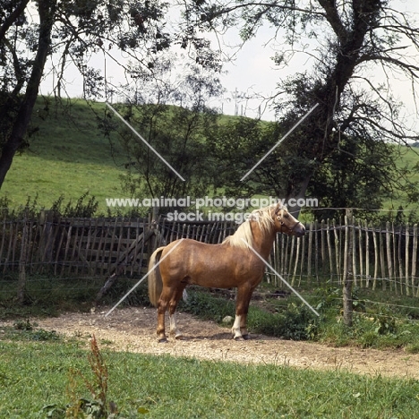 turkdean cerdin, welsh pony of cob type (section c) stallion looking out of his paddock