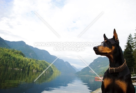 Dobermann near lakeside