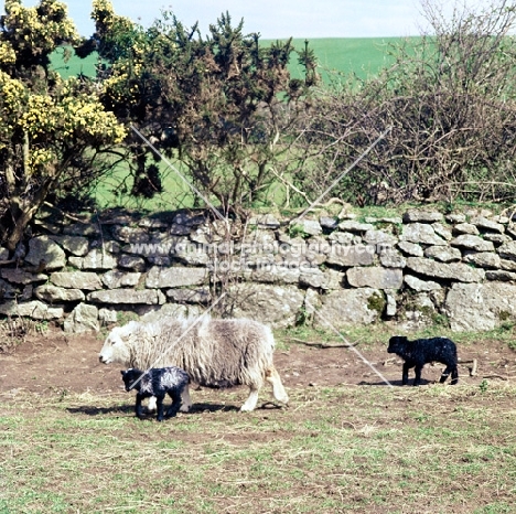 herdwick ewe with two lambs at hele farm devon