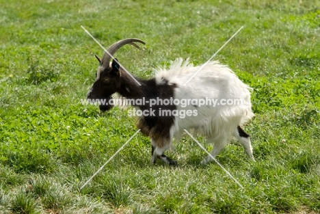 rare Bagot goat walking on grass