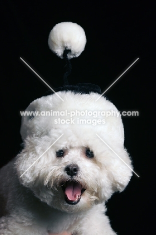 Bichon Frise with Christmas hat