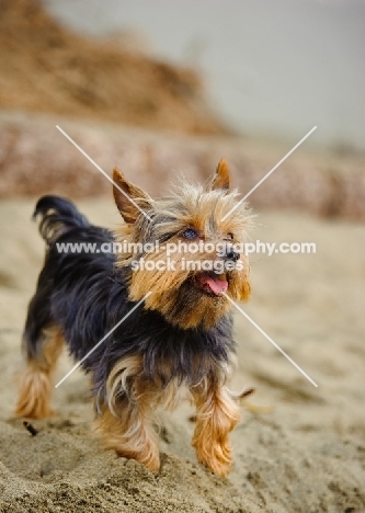 Yorkshire Terrier