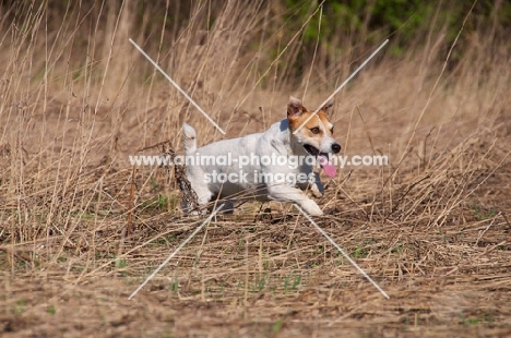 Jack Russel on grass