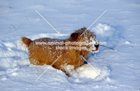 norfolk terrier playing in snow