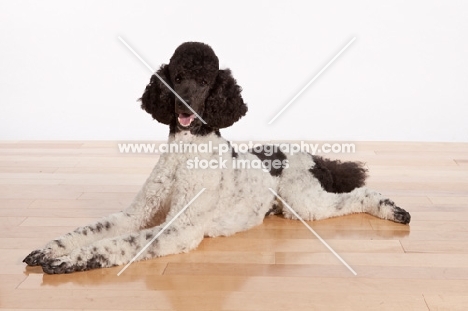 black and white standard Poodle, lying down