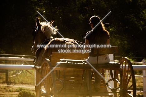 Belgian Draft horse