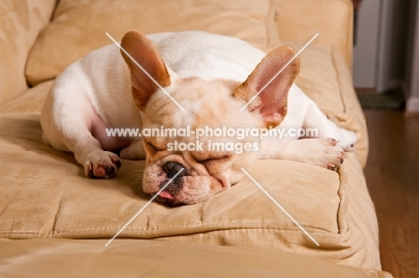 French Bulldog puppy, colour: honey pied