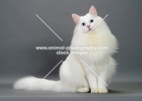 fluffy white Norwegian Forest cat