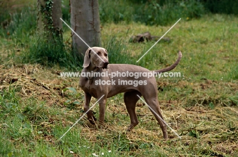 undocked weimaraner