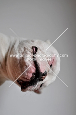 white French Bulldog from very low angle
