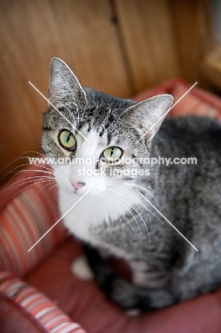 silver tabby and white cat sitting
