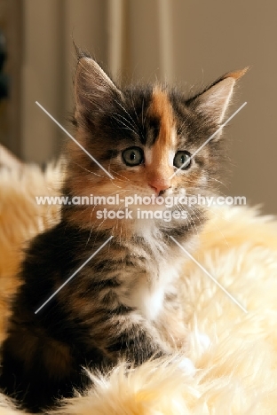 Maine Coon kitten on blanket