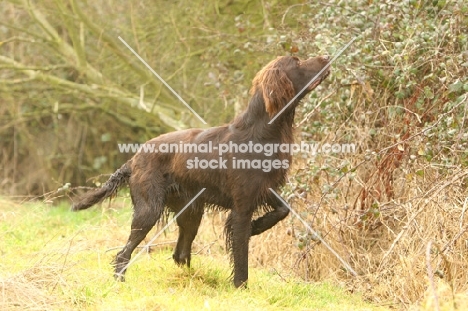 German Longhaired Pointer