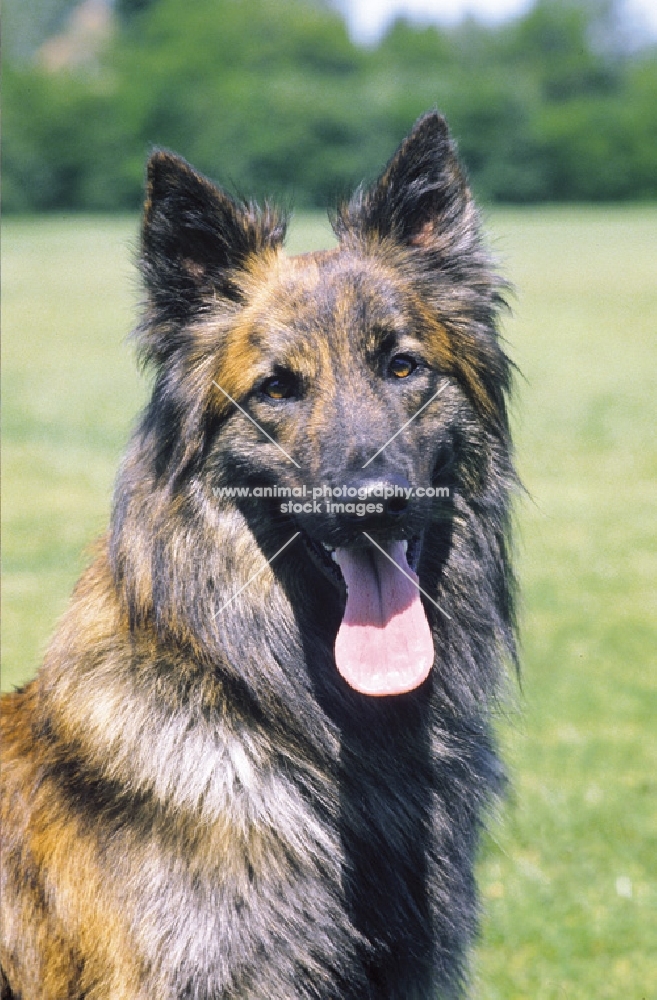 Nederlandse Herder - dutch sheepdog - long coat