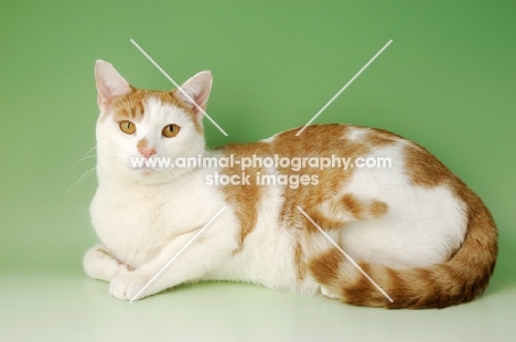 ginger and white cat lying down