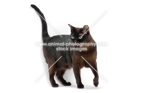 sable Burmese cat on white background, tail up