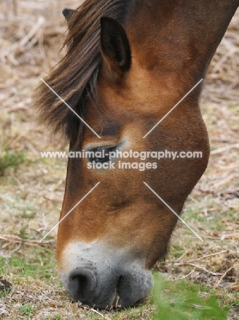 Exmoor pony grazing