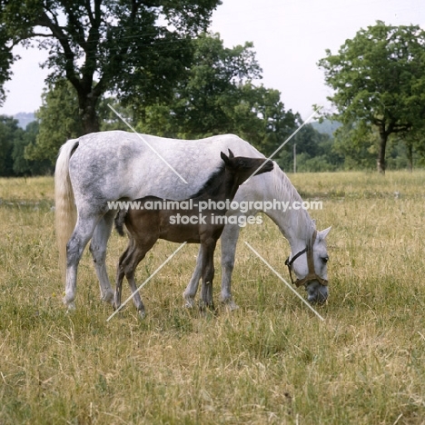 mare and her foal at lipica