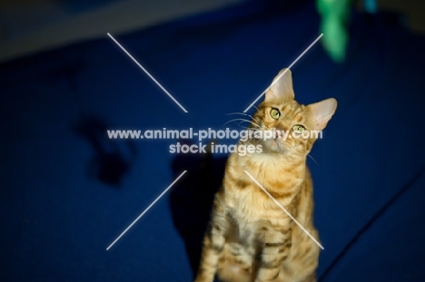 female Bengal cat looking up at camera