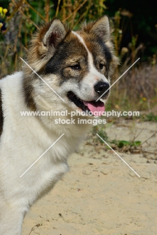 Thai Bangkaew dog