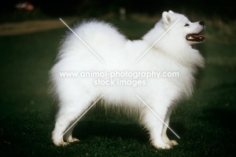 champion samoyed