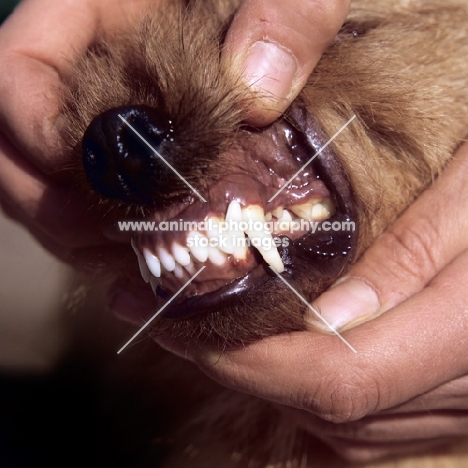 checking teeth on a norfolk terrier, a good mouth