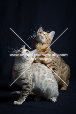 two young bengal cats sitting, studio shot on black background