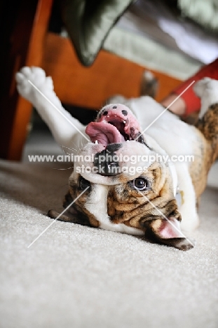 bulldog rolling over on back